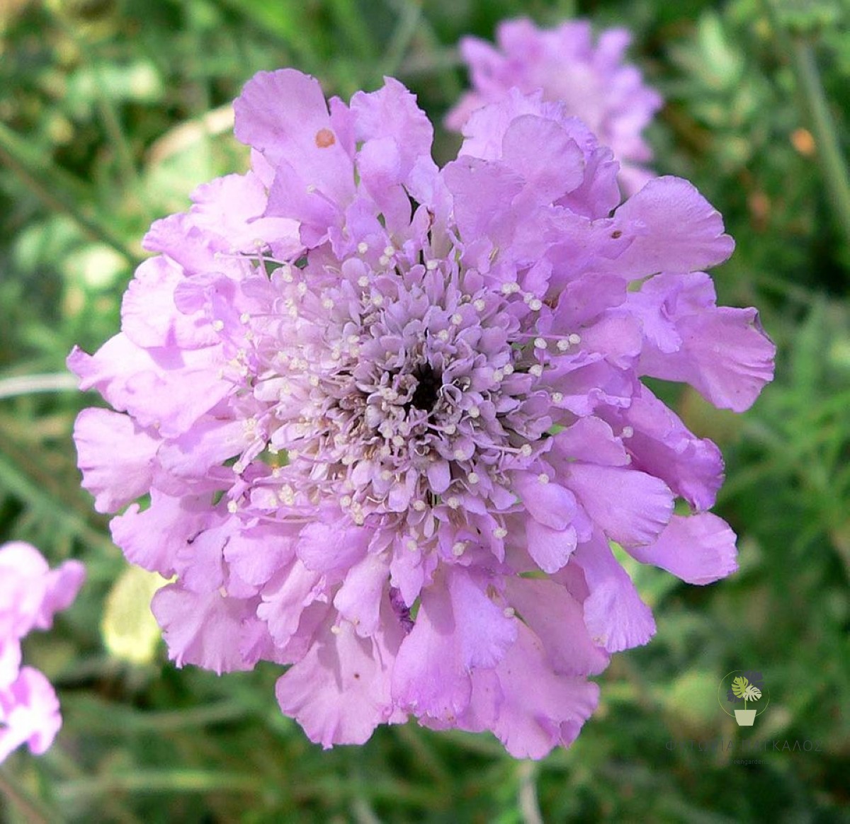 Σκαμπιόζα (Scabiosa spp.) | Πολυετές Ανθοφόρο Φυτό με Μεγάλη Διάρκεια Ανθοφορίας - 3